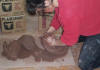 Pottery making in the studio begins with wedging clay